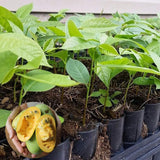 Large Pack 4 Paw Paw Trees Live Plants, Pawpaw Asimina Triloba Plant Live Tree Well Rooted from 6 to 12 Inc Tall, Mango Papaya Like