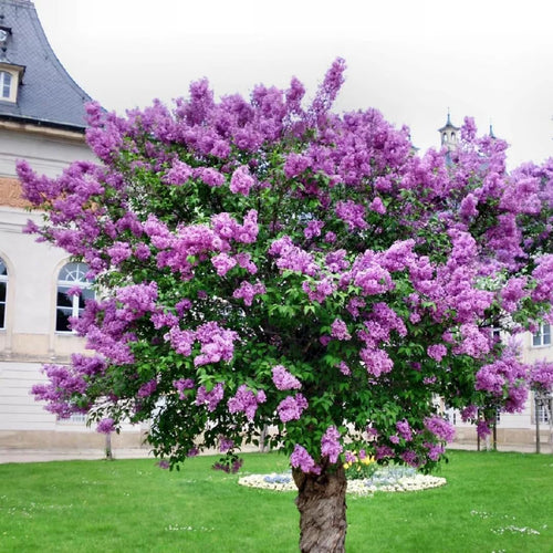 Common Lilac Bush Tree Live Plant 8-12 Inches Tall, Well Rooted Shrub in Quart Pot, Fragrant Spring Flowering Outdoor Plant (Purple Lilac)