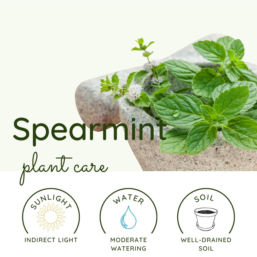 Spearmint Live Plant, Fragant Herb Spearmint Plant, Well Rooted, 4 Inches Pot, Indoor Outdoor Container or Garden Plant