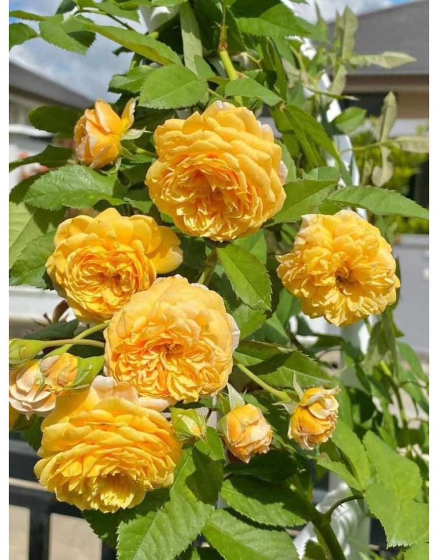 Golden Yellow Sunrosa Rose Live Plant Bare Root, Live Rose Bushes Ready to Plant Outdoor, 7-12 Inc Tall, Well Rooted, Cold Hardy