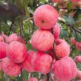 Pink Apple Tree Live Plant, 2-3 Feet, Sweet Fruit Apple Plant Live for Home Garden