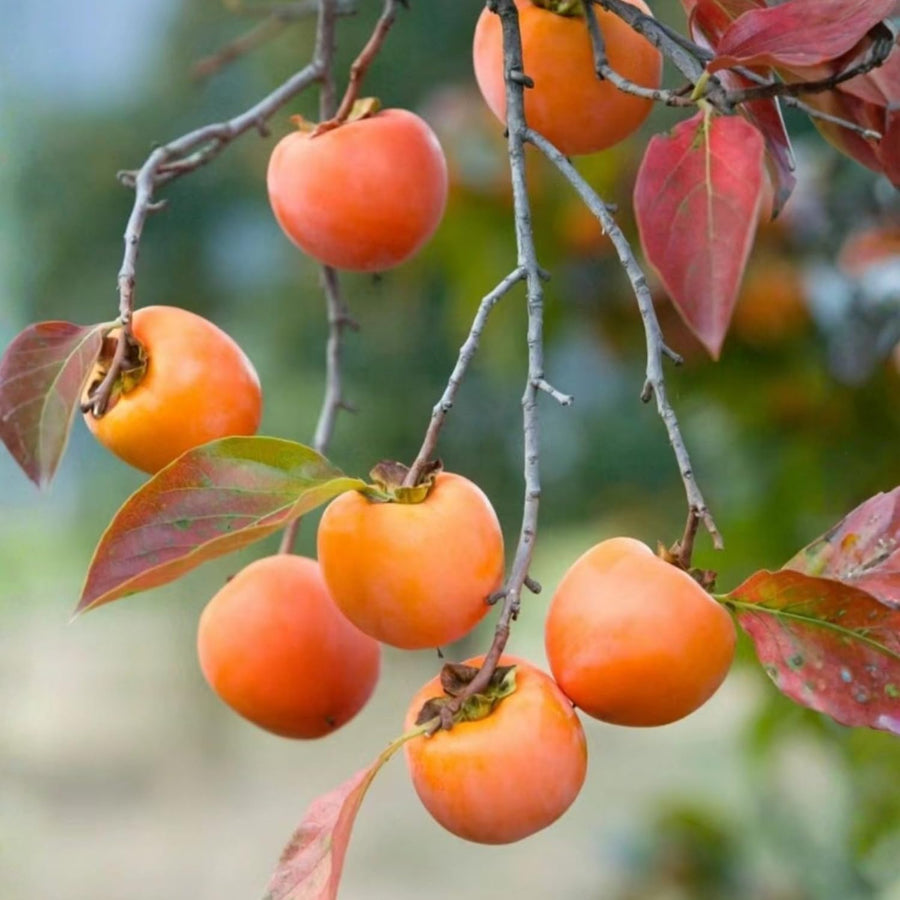 Persimmon Tree Live Plant in Quart Pot, 8-12 Inch Live Persimmon Plant, Cold Hardy Fruit Plants for Home Garden Planting