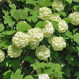 Snowball Viburnum Plant Live in 4'' Potted, Viburnum Live Plant Shrub Gardening, 4 to 5'' Tall, White Flower