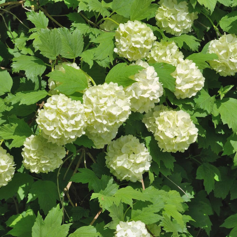Snowball Viburnum Plant Live in 4'' Potted, Viburnum Live Plant Shrub Gardening, 4 to 5'' Tall, White Flower