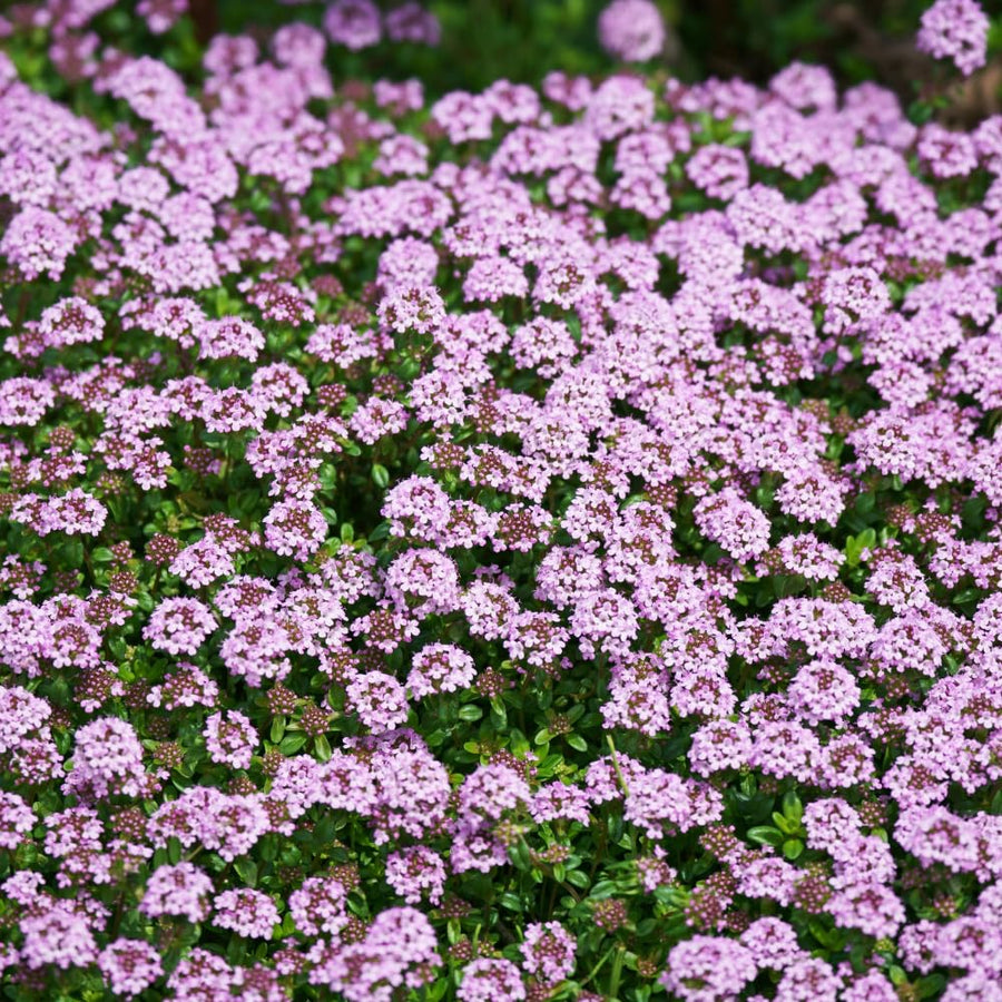 5000 Creeping Thyme Seeds for Planting - Ground Cover Herb Seeds, Low Growing Flowering Thyme for Lawn, Garden