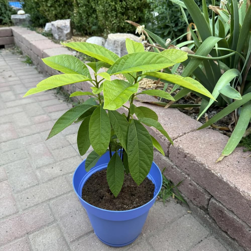 Avocado Plant Live, HASS Avocado Tree, 15-20 Inc Tall, 1 Year Old Fruit Tree for Backyard and Outdoor Garden