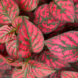 3 Polka Dot Plants, Red Hypoestes Polka Dot Plant Live, Indoor Houseplant 3-5 Inches