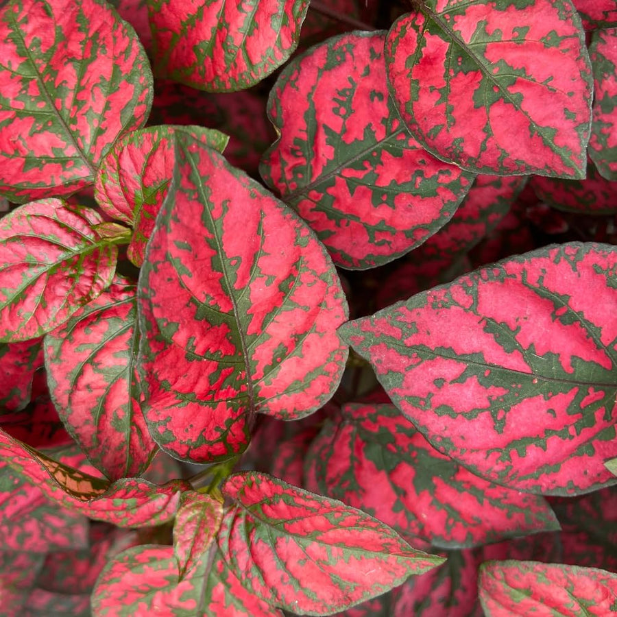 3 Polka Dot Plants, Red Hypoestes Polka Dot Plant Live, Indoor Houseplant 3-5 Inches