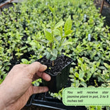 Star Jasmine Plant Live, 3-5 Inc Tall, Star Jasmine Live Plant, Fragrant Bloom, Fast Growing Climbing Vine for Trellis, Outdoor Garden