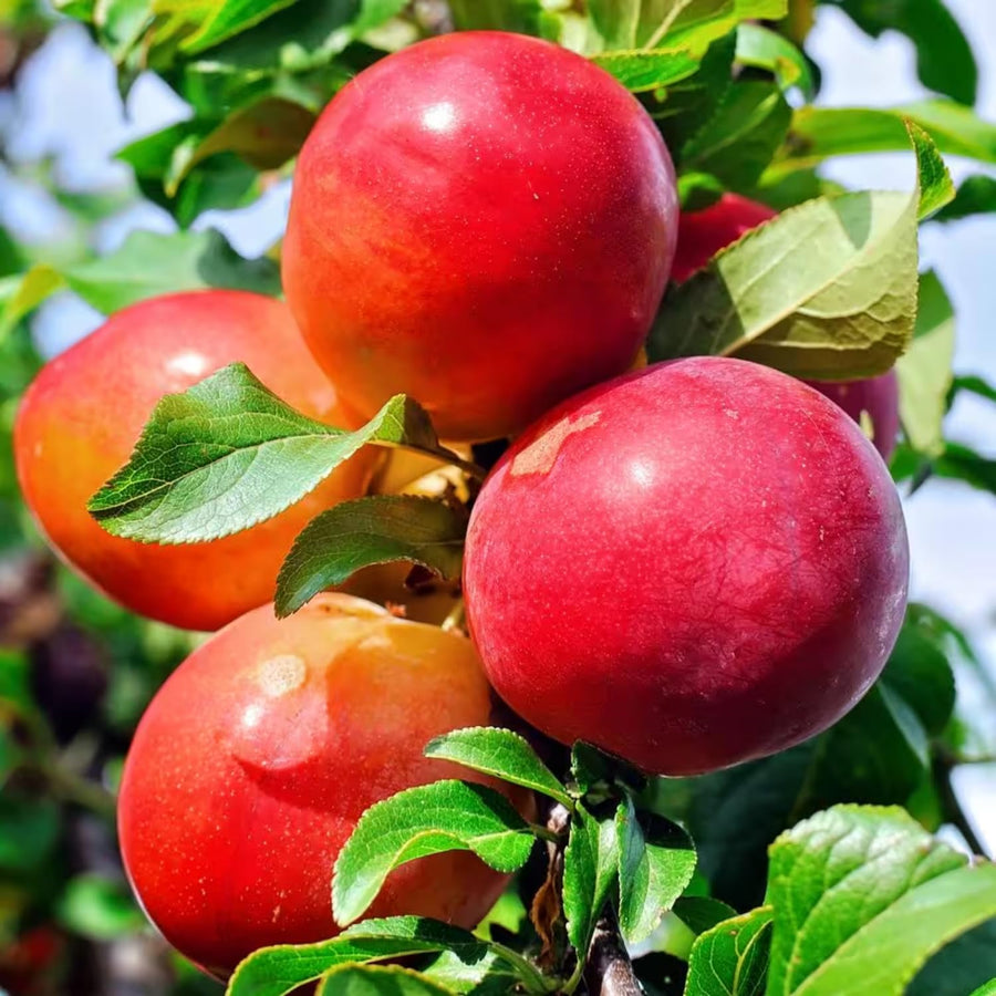 Methley Plum Tree Live Plant, Bareroot 18-24 Inch Tall, Hardy Plum Plant Live for Planting, Dormant, No Leaf