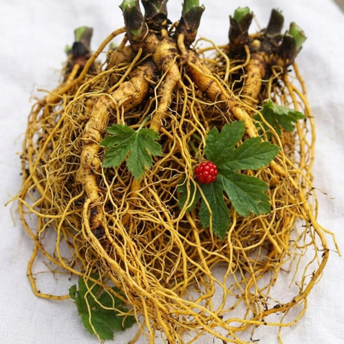 5 Golden Seal Roots for Planting, Goldenseal Plants Live from 4''Tall, Shrub Garden