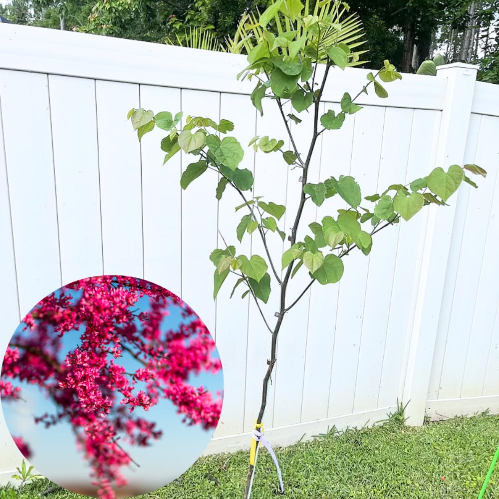 Eastern Redbud Tree Live, 1-2 Year Old, Pink Purple Redbud Plant 16-24” Tall, Hardy Flowering Landscape Trees