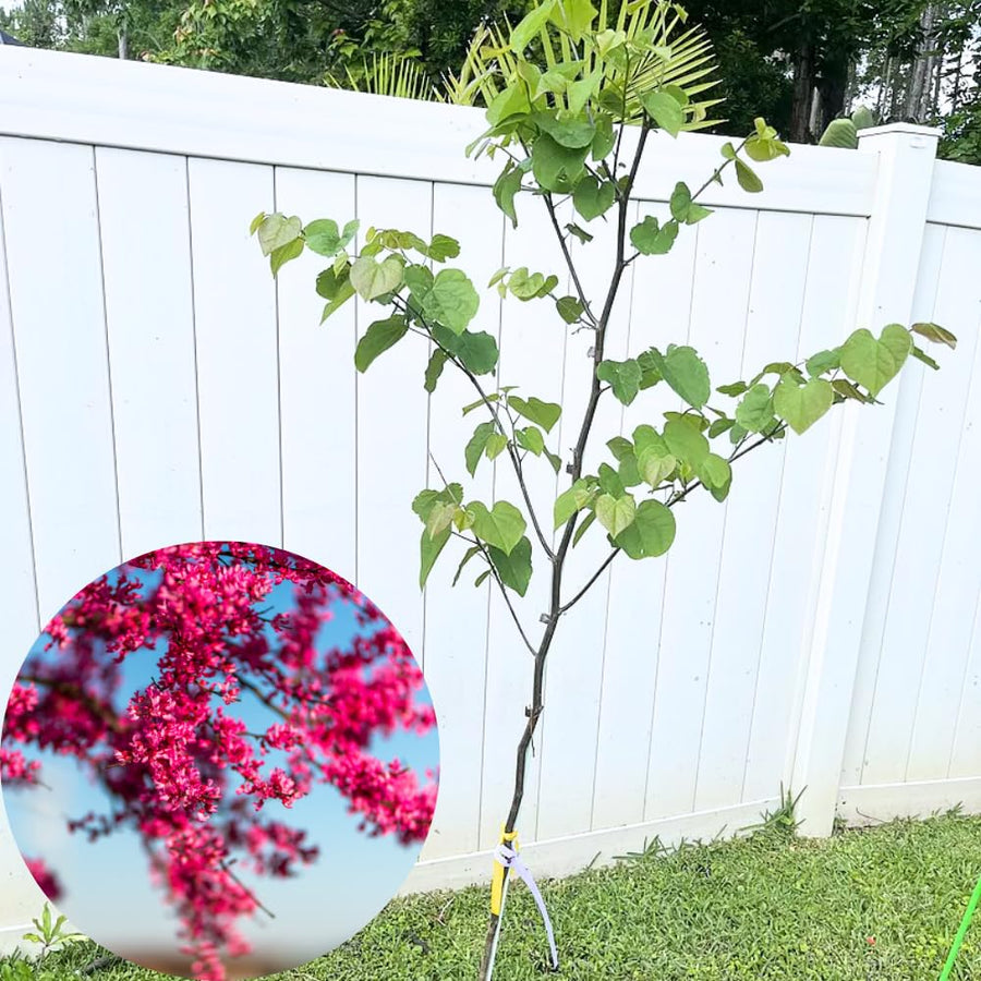 2 Eastern Redbud Trees Live, 1-2 Years Old, 16-24 Inches Tall, Flowering Ornamental Tree for Outdoor Planting, Pink Purple Redbud Plants
