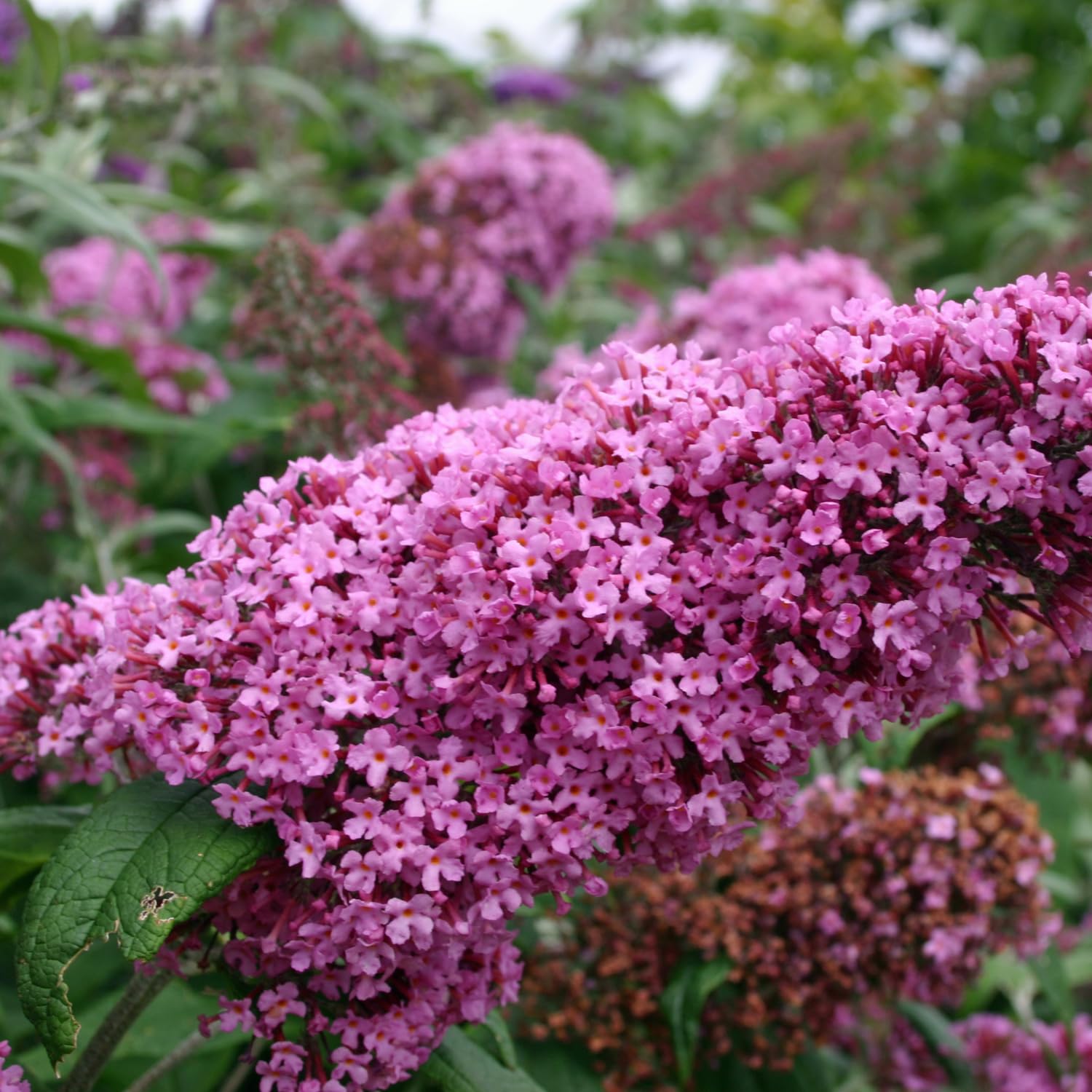 Butterfly Bush Plant for Plant, Size 5 to 7 Inch Tall Plant, Without Pot, Butterfly Bushes Plant (Pink Flowers)