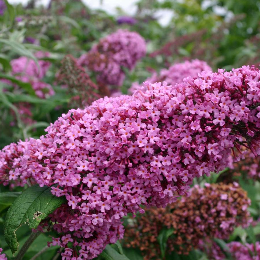 Butterfly Bush Plant for Plant, Size 5 to 7 Inch Tall Plant, Without Pot, Butterfly Bushes Plant (Pink Flowers)