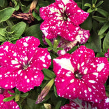 2 Pink Petunia Plants Live, Vibrant Flowering Seedlings, 5-9 Inches Tall for Outdoor Spaces, Petunia Flowers