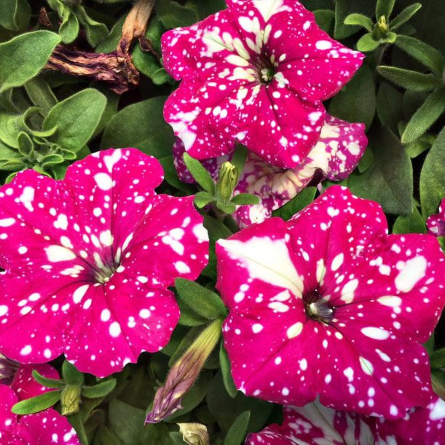 2 Pink Petunia Plants Live, Vibrant Flowering Seedlings, 5-9 Inches Tall for Outdoor Spaces, Petunia Flowers