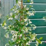 Star Jasmine Plant Live, Fragrant Jasmine Vine, 10 Inches Tall in 3 Inch Pot, Ready for Indoor or Outdoor Growing