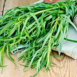 2 Tarragon Plants Live, 4-9 Inch Tall, Tarragon Mint Green Leaves Well Rooted Plug, Perennial Tarragon