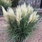 3 White Pampas Grass Plants Live, Live Pampas Grass Plant Ornamental Grass Plant Perennial, from 4 Inc to 7 Inc Tall