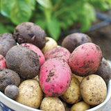2 Lbs Mixed Potato Tubers High Yielding for Outdoor Planting,Vegetables Potatoes Plants Bulbs Seeds, Heirloom Seed Potato Live Tuber: Purple, Yellow, Red