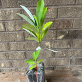 Sweetbay Magnolia Tree Live Plant in 2.5 Inches Pot, Dormant in Winter, 6-12 Inches in Tall, Ornamental Spring Flowering Tree, Outdoor