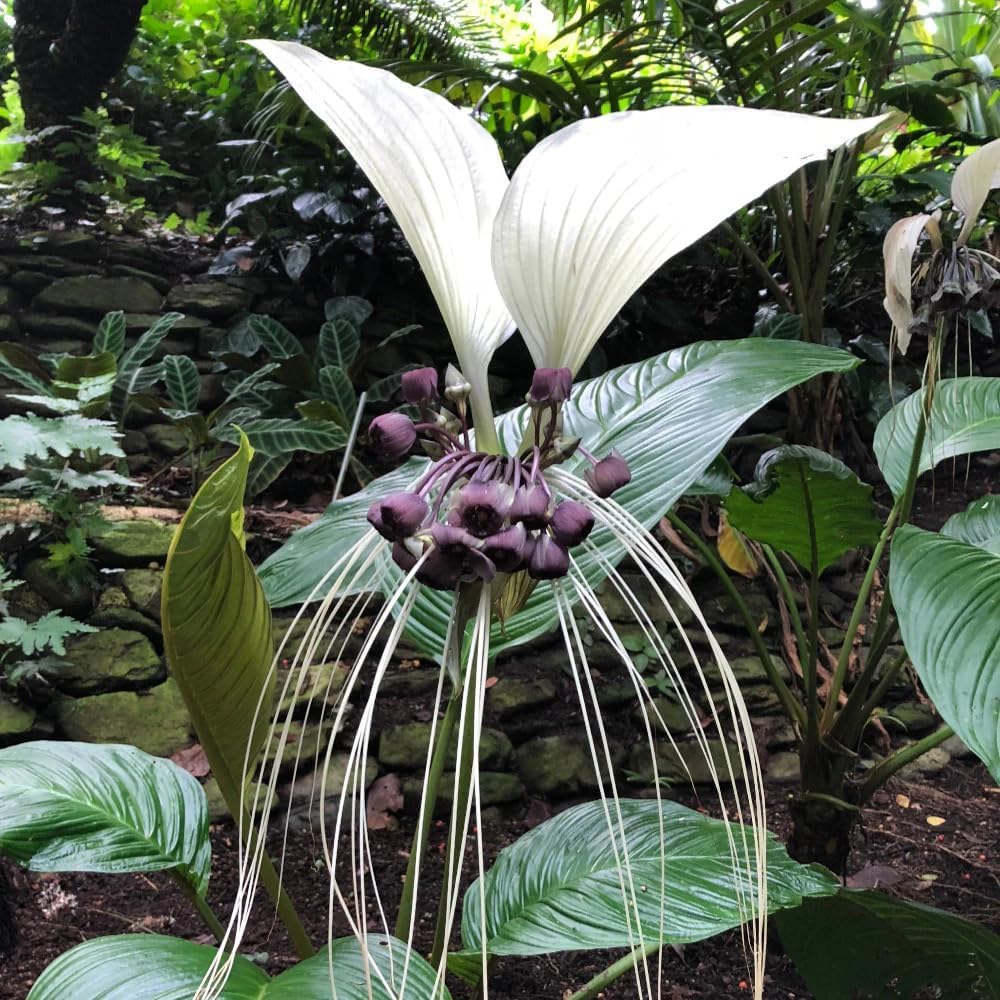 White Tacca Plant Live in 6 Inch Pot - White Bat Flower Houseplant Great for Indoor and Outdoor - Ornamental Flowers