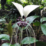White Tacca Plant Live in 6 Inch Pot - White Bat Flower Houseplant Great for Indoor and Outdoor - Ornamental Flowers