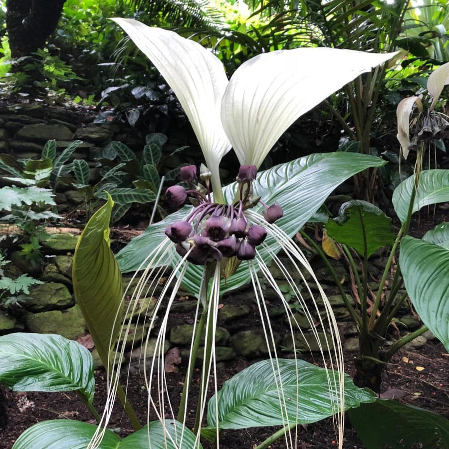 White Tacca Plant Live in 6 Inch Pot - White Bat Flower Houseplant Great for Indoor and Outdoor - Ornamental Flowers