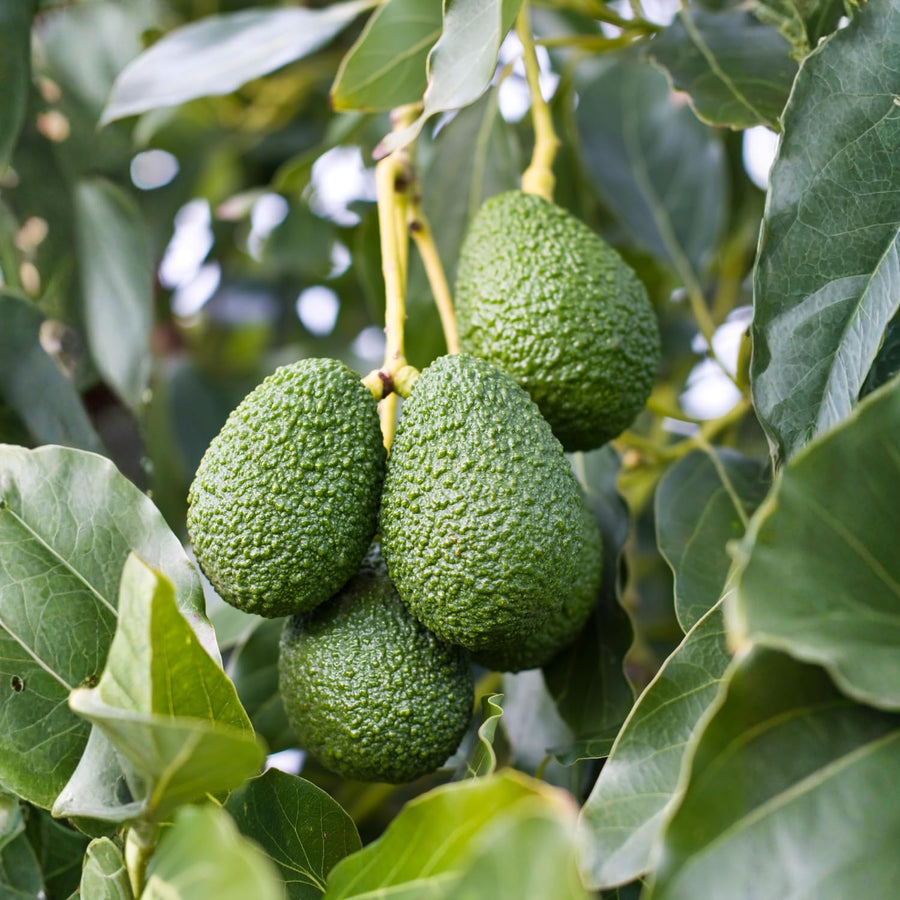 HASS Avocado Plant Live 8-10'' Tall, Cold Hardy Avocado Tree Seedlings Ready to Grow, Tropical Fruit Tree for Outdoor Growing