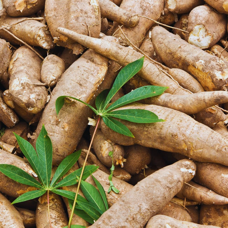 Set 5 Cassava Yuca Plants Cuttings, Sweet Yuca Plants Live, 6 to 8 Inc Tall, Sweet Manihot Root Unrooted