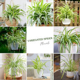 Spider Variegated Live Plant, Spider Plant, Variegated Spider Houseplant, 2-4'' Tall, Live Indoor Plant for Home and Office, Chlorophytum Comosum, No Pot