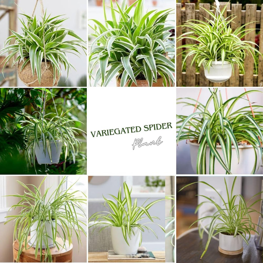 Spider Variegated Live Plant, Spider Plant, Variegated Spider Houseplant, 2-4'' Tall, Live Indoor Plant for Home and Office, Chlorophytum Comosum, No Pot
