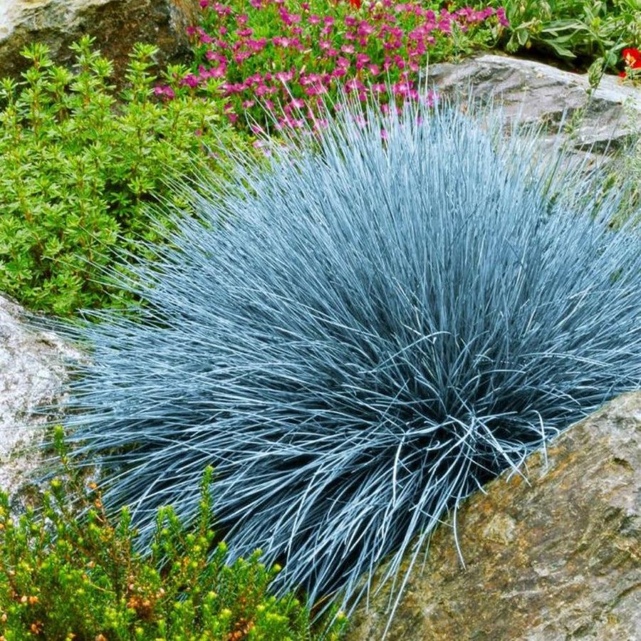 Blue Fescue Grass Plants Live, Ornamental Grass for Outdoor Landscaping and Containers, in 4" Pot