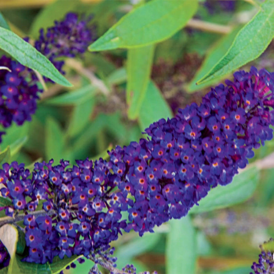 2 Butterfly Bush Shrubs Plants, Black Butterfly Bush Live Plants Trees Shrub for Planting Garden Indoor Outdoor