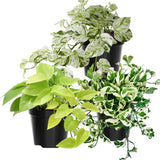 3 Mixed Pothos Plants in 4" Pot, 3-6" Tall Plant, Assorted Pothos Houseplants for Home and Office