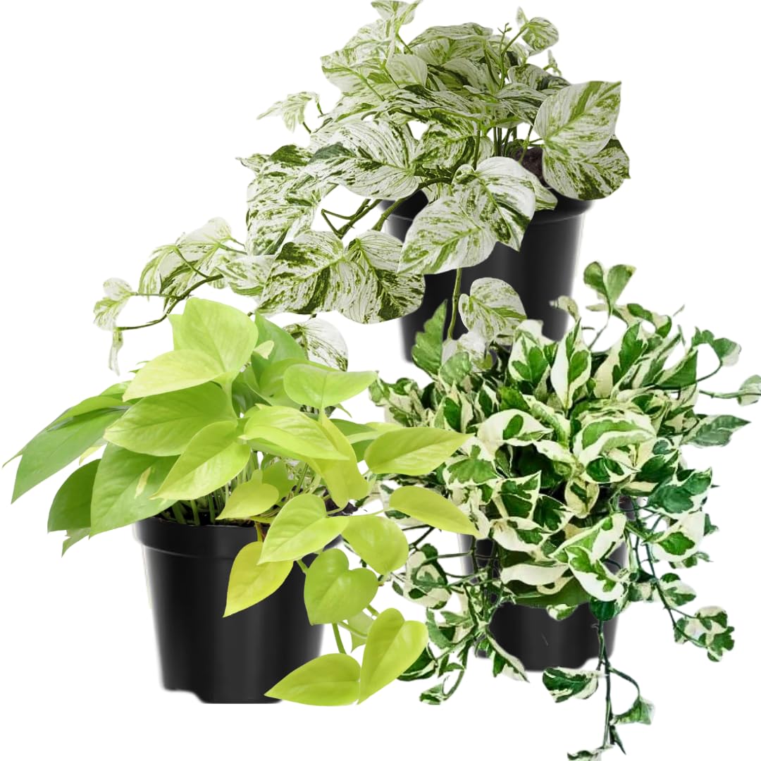 3 Mixed Pothos Plants in 4" Pot, 3-6" Tall Plant, Assorted Pothos Houseplants for Home and Office