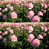Medium Pink Dream Climbing Roses Live Plants 7 Months Old, Rose Bushes Ready to Plant 5-9" Tall, Very Fragrant, Can Grow As Climber or Bush Tree or Trellises, Walls, Fences