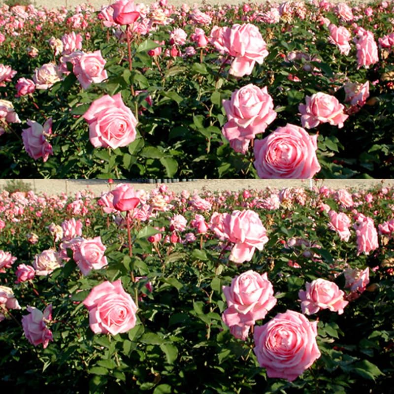 Medium Pink Dream Climbing Roses Live Plants 7 Months Old, Rose Bushes Ready to Plant 5-9" Tall, Very Fragrant, Can Grow As Climber or Bush Tree or Trellises, Walls, Fences
