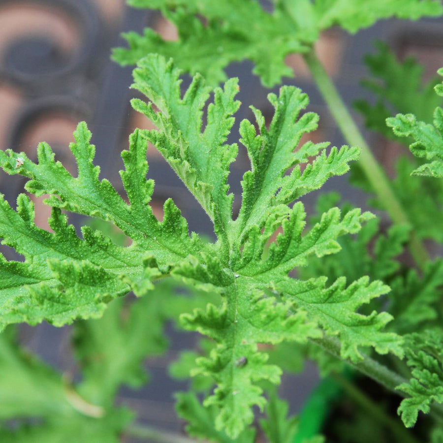 2PPP Citronella Live Plant, Citronella Herb Plant, 4-6 Inches Tall, Plant for Containers, Patios and Garden Growing