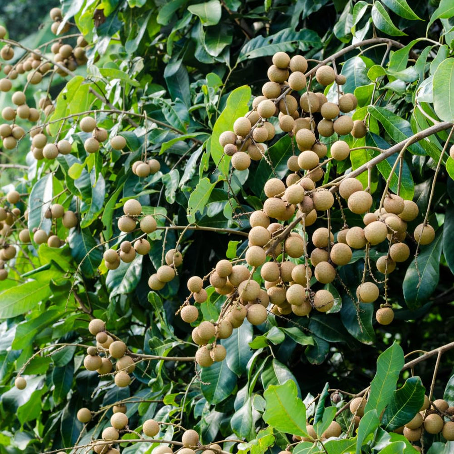 Sweet Longan Plant Live, 7-10 Inches, Longan Tropical Fruit Tree Well Rooted, Outdoor and Container Growing