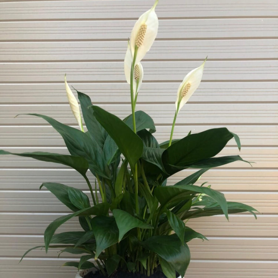 Peace Lily Plant Live, 4-6'' Tall, White Flower Indoor Houseplant, Outdoor for Growing, No Pot