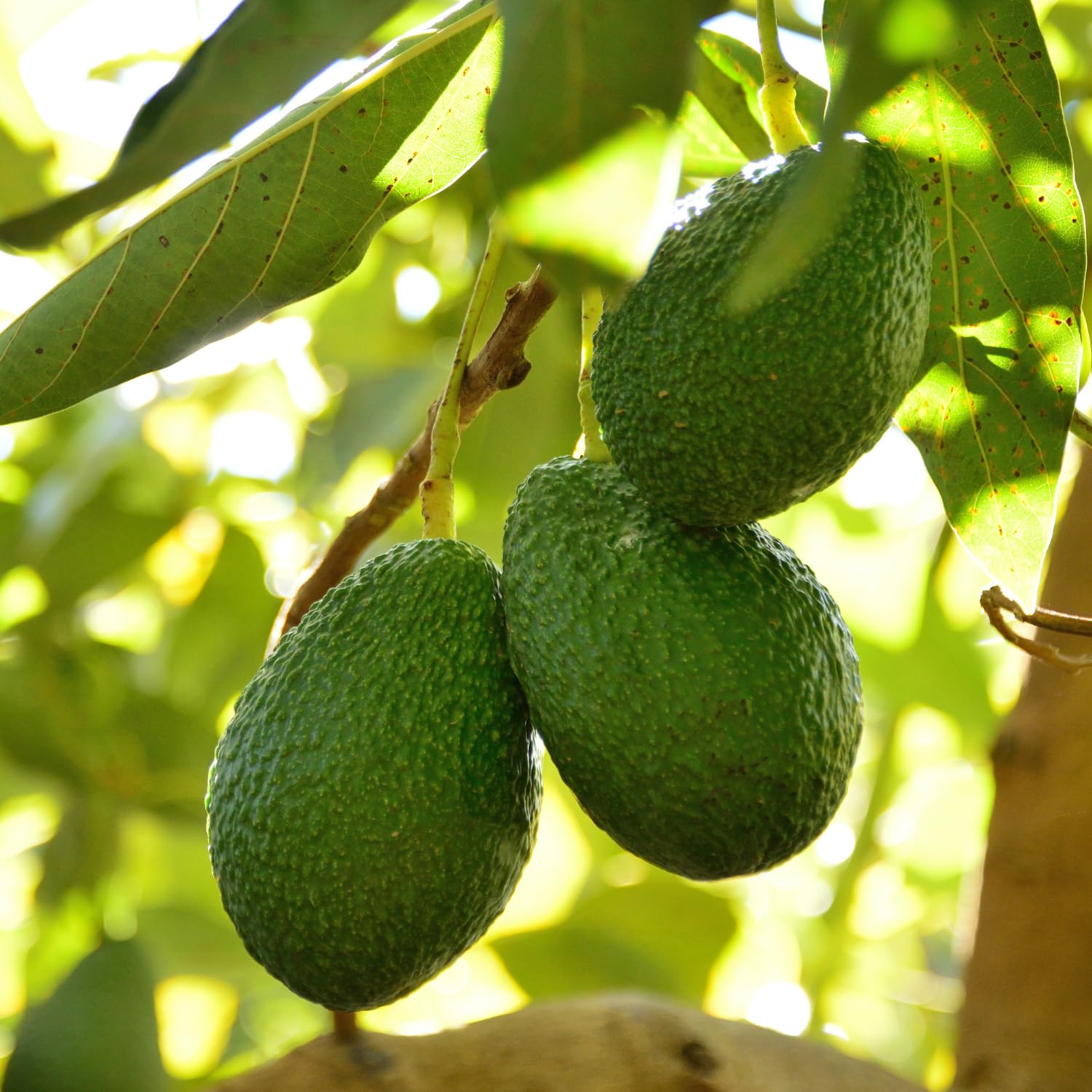 HASS Avocado Plant Live 8-10'' Tall, Cold Hardy Avocado Tree Seedlings Ready to Grow, Tropical Fruit Tree for Outdoor Growing
