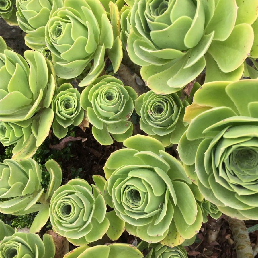 Live Mountain Rose Sucuclent, Rare Succulents Plants Live in 2 Inch Pot, Houseplant Rose-Shaped Succulents Plant for Planting Indoors Garden, Containers