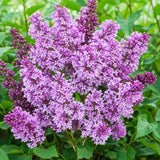 Vibrant Purple Lilac Bush Live Tree Plant, 1 Year Old Tree for Planting, 6 to 12 Inches in Tall, Hardy Shrub, Dormant in Winter