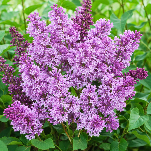 Vibrant Purple Lilac Bush Live Tree Plant, 1 Year Old Tree for Planting, 6 to 12 Inches in Tall, Hardy Shrub, Dormant in Winter
