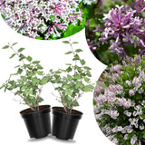 2 Lilac Bushes Trees Live Plants 8-12 Inches Tall, Well Rooted in Quart Pot, Fragrant Spring Flowering Outdoor Plant (Light Pink-Purple Lilac Shrub)
