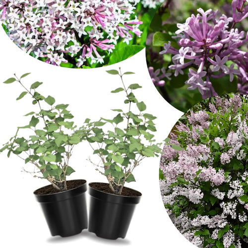 2 Lilac Bushes Trees Live Plants 8-12 Inches Tall, Well Rooted in Quart Pot, Fragrant Spring Flowering Outdoor Plant (Light Pink-Purple Lilac Shrub)