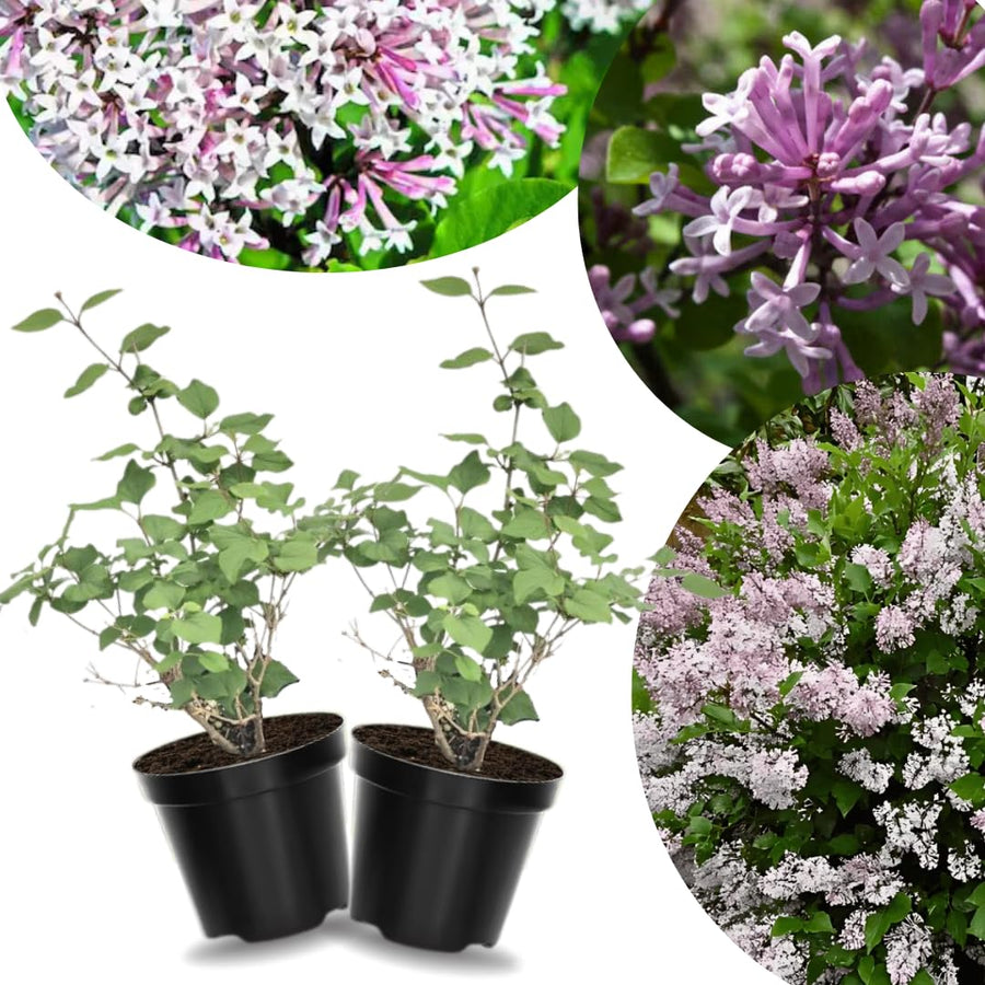 2 Lilac Bushes Trees Live Plants 8-12 Inches Tall, Well Rooted in Quart Pot, Fragrant Spring Flowering Outdoor Plant (Light Pink-Purple Lilac Shrub)