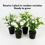 Random Jasmine Plant, Fragrant Jasmine Flower Vine 4-8 Inches Well Rooted for Container, Hanging Basket Growing